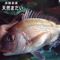 楽天市場】鯛の通販 楽天市場】鯛の通販
