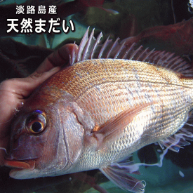 淡路島産天然マダイ（お刺身・たいしゃぶ・真鯛・タイ・たい）【販売期間：夏場除く通年】