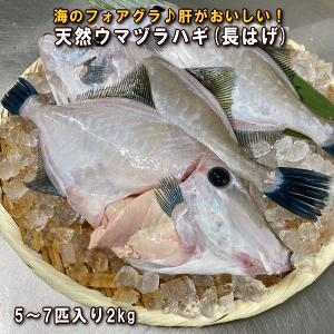 WHYVR͂iE}Y)ihgEÂpEEji܂ÂE܂EnʁEnMjy̔ԁF10`5z