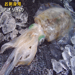 AICJiYEWHYji肢EAIGjy̔ԁF10`11z