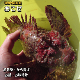 淡路島産オコゼ（活〆）（おこぜ　虎魚）お刺身・から揚げ用【販売期間：通年】