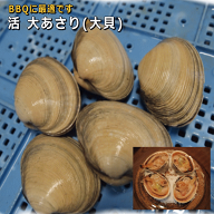 天然活大あさり（大貝）BBQにおすすめ！バーベキュー　焼き貝　網焼き　海鮮BBQ　キャンプ