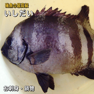 WHYVRCV_CiΑEYjihgpjinXEECV_CjhgE畨y̔11`4z