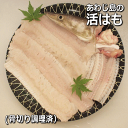 淡路島産 活はも丸ごと1本（鱧・ハモ・はも・生）【お中元】【父の日】【母の日】【ギフト対応】【販売期間：4月～11月】