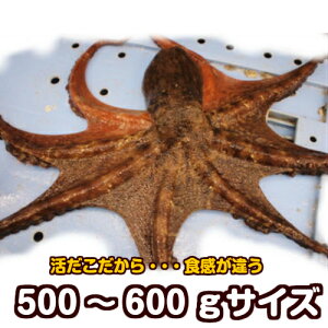 活 タコの人気商品 通販 価格比較 価格 Com 活 タコの人気商品 通販 価格比較 価格 Com
