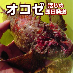 魚 オコゼ 魚の人気商品 通販 価格比較 価格 Com