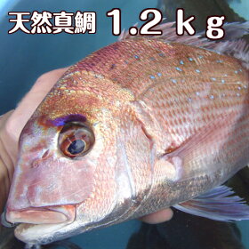 楽天市場 鮮魚 魚類 タイ 淡路島発 島のさかな屋 花光