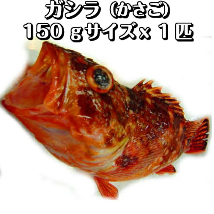 楽天市場 淡路島産がしら カサゴ ガシラ 1匹150g前後 氷〆 淡路島発 島のさかな屋 花光 楽天市場 淡路島産がしら カサゴ ガシラ 1匹150g前後 氷〆 淡路島発 島のさかな屋 花光