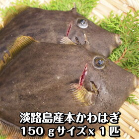 楽天市場 鮮魚 魚類 丸ハゲ 淡路島発 島のさかな屋 花光