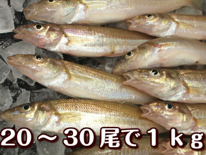 楽天市場 淡路島産キス 30尾入り 1ｋｇ シロギス キスゴ 天ぷら 刺身 フライ用 淡路島発 島のさかな屋 花光