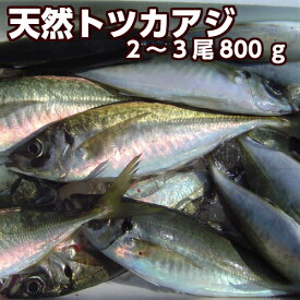 淡路産天然トツカアジ（中大サイズ）2尾〜3尾入り合計800g（活じめ）（マアジ・平あじ・あじ・鯵）