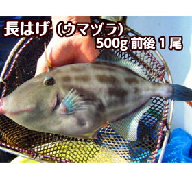 楽天市場 鮮魚 魚類 ウマズラ 淡路島発 島のさかな屋 花光