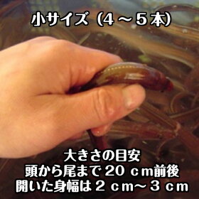 楽天市場 鮮魚 魚類 アナゴ 淡路島発 島のさかな屋 花光