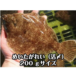 カレイ 高級 魚の人気商品 通販 価格比較 価格 Com