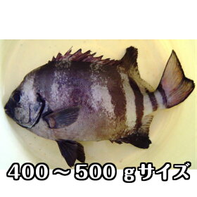 楽天市場 鮮魚 魚類 イシダイ 淡路島発 島のさかな屋 花光