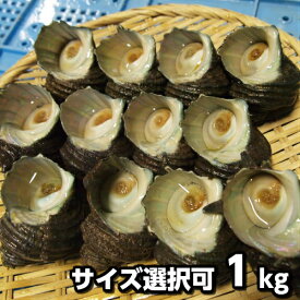 楽天市場 サザエ 産地 都道府県 兵庫 貝類 魚介類 水産加工品 食品の通販