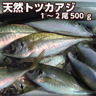 淡路産天然トツカアジ（中大サイズ）（活じめ）（マアジ・平あじ・あじ・鯵）（お刺身・タタキ・塩焼き・…