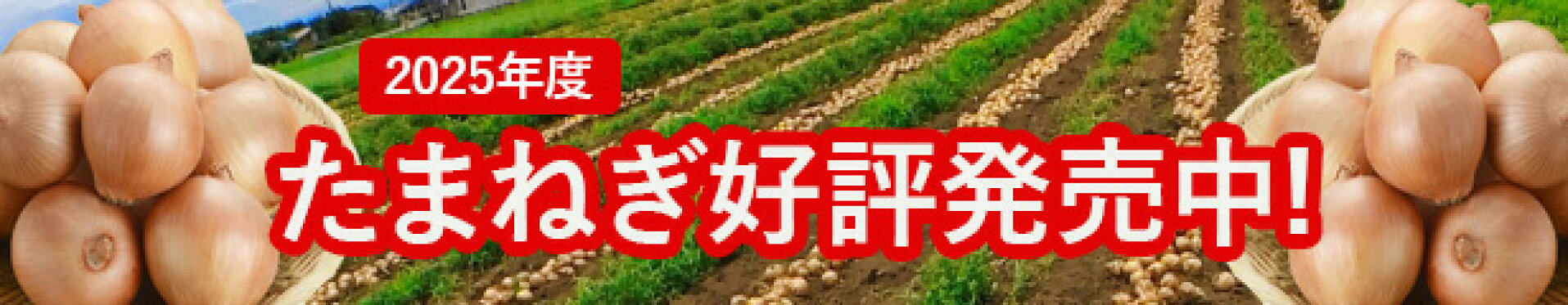 玉ねぎ発売中