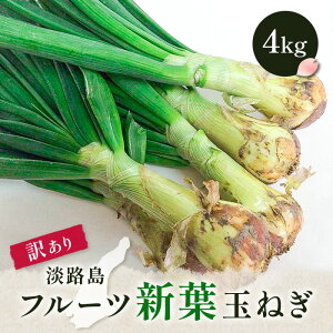 Z yGg[Ń|Cg10{z y 󂠂 SSTCYSEtς̒Z󂠂z WHt[cVtʂ˂ 4kg ʂ˂ Vtʂ˂ Vʂ˂ V܂˂ VʔK WH ܂ŐVʂ˂ 