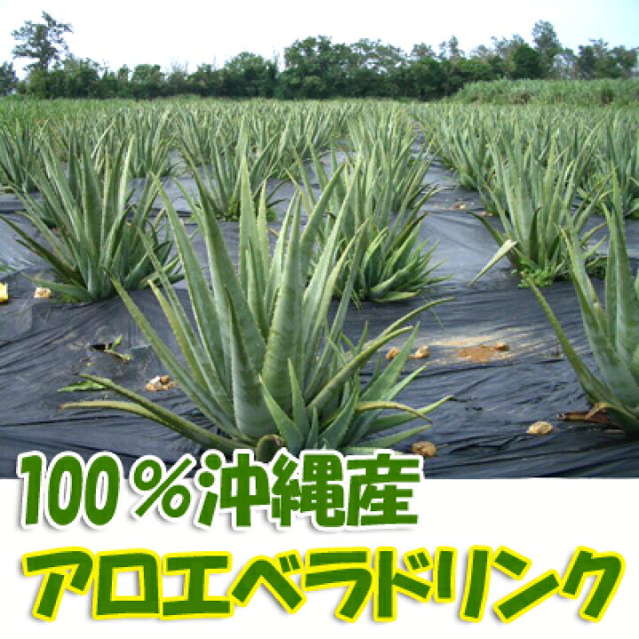 楽天市場】沖縄産アロエベラジュース(アロエドリンク/アロエジュース 