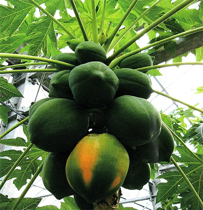 楽天市場】沖縄産フルーツパパイヤ 4kg（5-12玉入）送料無料 : 沖縄 
