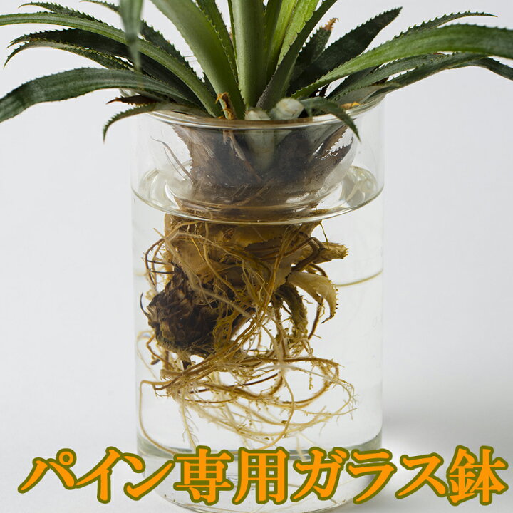 楽天市場 パイナップル専用鉢 水耕栽培 観賞用 直径8ｃｍ 高さ13ｃｍ パイナップル同梱用沖縄産 パイナップル 沖縄うまいもの屋 長浜商店