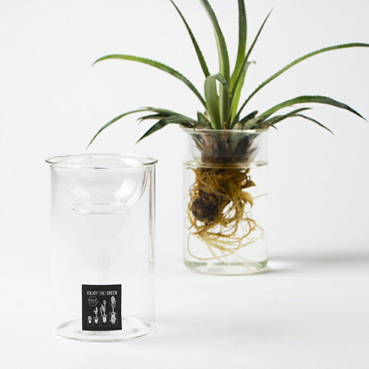 楽天市場 パイナップル専用鉢 水耕栽培 観賞用 苗付き パイナップル同梱用沖縄産 パイナップル 沖縄うまいもの屋 長浜商店