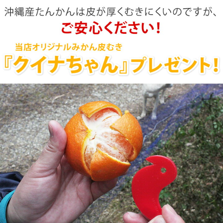楽天市場】＼みかん 専用皮むき付／お試し 訳あり たんかん 1kg（5〜10 