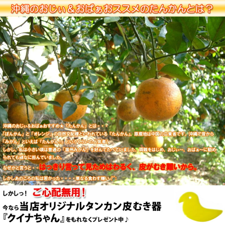 楽天市場】＼みかん 専用皮むき付／お試し 訳あり たんかん 1kg（5〜10 