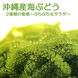 選べる！沖縄産 海ぶどう サラダ・生食用に！ 【ぷちぷち40g or サラダ用30g】 海藻3袋以上の購入で1袋サービス メール便 送料無料クビレヅタ 海ブドウ タレ付沖縄土産 送料無料市場 ギフト うみぶどう