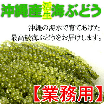 楽天市場 業務用 沖縄産海ぶどう1kg沖縄県産海ぶどうのタレ付き 送料無料 生産販売海工場 恩納村 沖縄みやげ 沖縄 おみやげ 通販 Rcp 沖縄県 沖縄 沖縄県 物産展 沖縄うまいもの屋 長浜商店