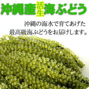 楽天市場 沖縄産海ぶどう100g海ぶどうのタレ付き4個以上で 送料無料 恩納村漁業協同組合 恩納村 お土産ランキング おきなわ 沖縄産 沖縄県産 琉球 沖縄土産 沖縄みやげ 沖縄 おみやげ 通販 Rcp 沖縄県 沖縄県 物産展 沖縄うまいもの屋 長浜商店