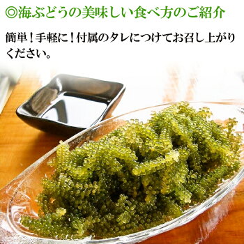 楽天市場 沖縄産海ぶどう100g 天皇杯受賞 メール便送料無料 クビレヅタ 海水入り海ブドウ タレ 付メール便につき コンビニ後払い不可 グリーンキャビア 海葡萄 沖縄土産 送料無料市場 おつまみ パーティー オフィス 在宅 テレワーク おうち時間 母の日 父の日 沖縄