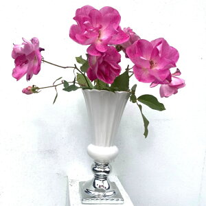 CeAG݁Ԋ@yt[x[X@PetilleryeBGzԕr@Ԋ@GWF@Vg@CeAu@v[g