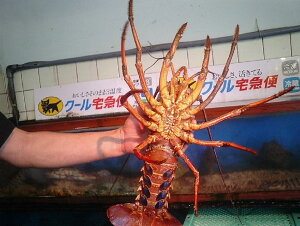 WHYVRɐCV1C800g`850g13000@ wjp[eB[xhgɁI