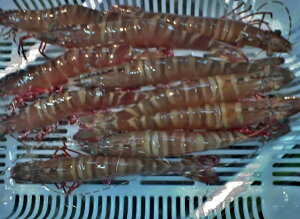 wjp[eB[xwo[xL[ɁIxwhgɁIxWHYVRԃGrv