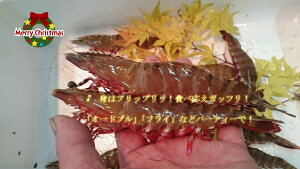 CVEGrECVuVR@WHYԂсv500gi8`12Cj