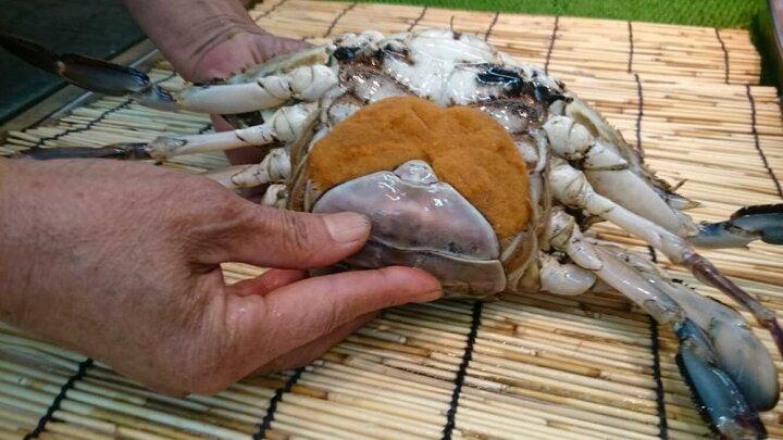 楽天市場 カニ ワタリガニ 淡路島産活きワタリガニ メス 外子 1匹900ｇ 1ｋｇ 6300 淡路島の旬 魚一鮮魚店