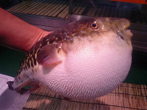 ΕɁINX}XɁIӂEӂEWHY3NƂӂ1k200g`1k300g@13800 1C@qȂI@4`5lOyE炠Ep[eBz