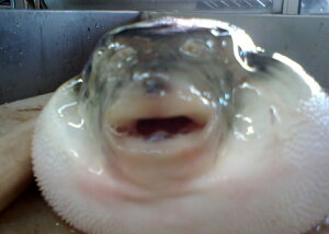 ӂEtOEӂE͓؁EwWHY@3NƂӂxHׂKbcI qKbcI1200g`1300g14500 WH3NƂՂ