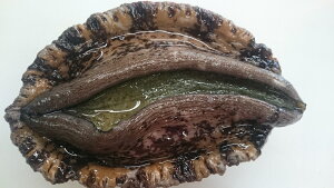 ArEwWHYVRArx1300g`350g5900`o[xL[EXe[LɁ`