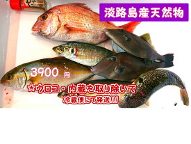 鮮魚☆カンタン☆何が入っているかお楽しみ！！「昼網の魚たち」　由良の昼網のお魚介類盛り合わせ
