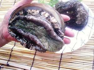 (=^E^=)傫łIo[xL[EhgŁI@ʓׁIWHYVR@і350g`400g@1@6800