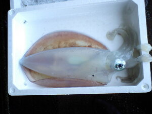 CJEAICJEYIWHRǎYAICJ1C550g3550