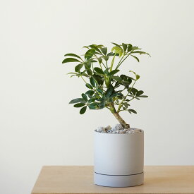シェフレラ ちびすけ 陶器鉢付き 3号 観葉植物