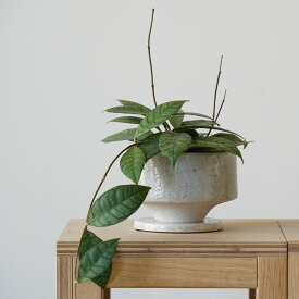 ホヤ カリストフィラ セメント鉢付き 5号 観葉植物