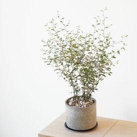 ソフォラ リトルベイビー セメント植木鉢付き 5号 観葉植物