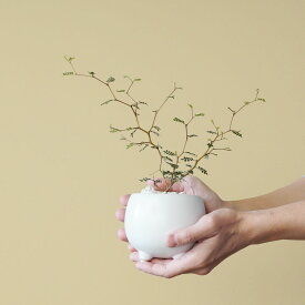 ソフォラ リトルベイビー 陶器鉢付き 3.5号 観葉植物