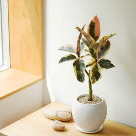 フィカス ティネケ 陶器鉢付き 5号 観葉植物