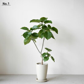 フィカス ウンベラータ 陶器鉢付き 7号 観葉植物